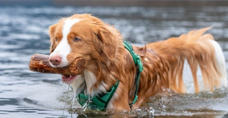 29 Water-Loving Dog Breeds That Would Spend All Day Swimming If Given The Chance