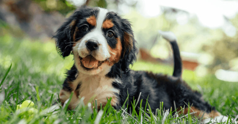 32 Irresistibly Cute Bernese Mountain Dog Mixes You Have To See