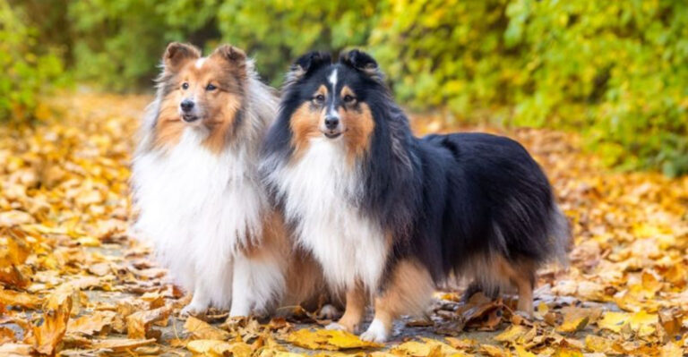 32 Things To Love About The Shetland Sheepdog