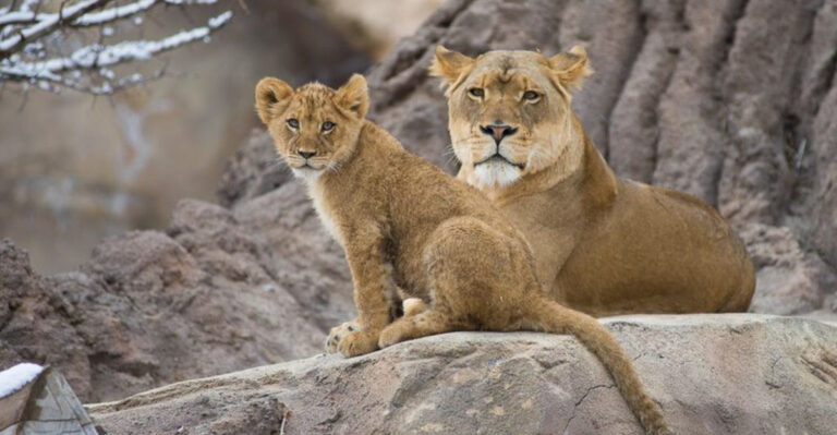 32 Unforgettable Zoos In The U.S. You’ll Want To Visit In Person