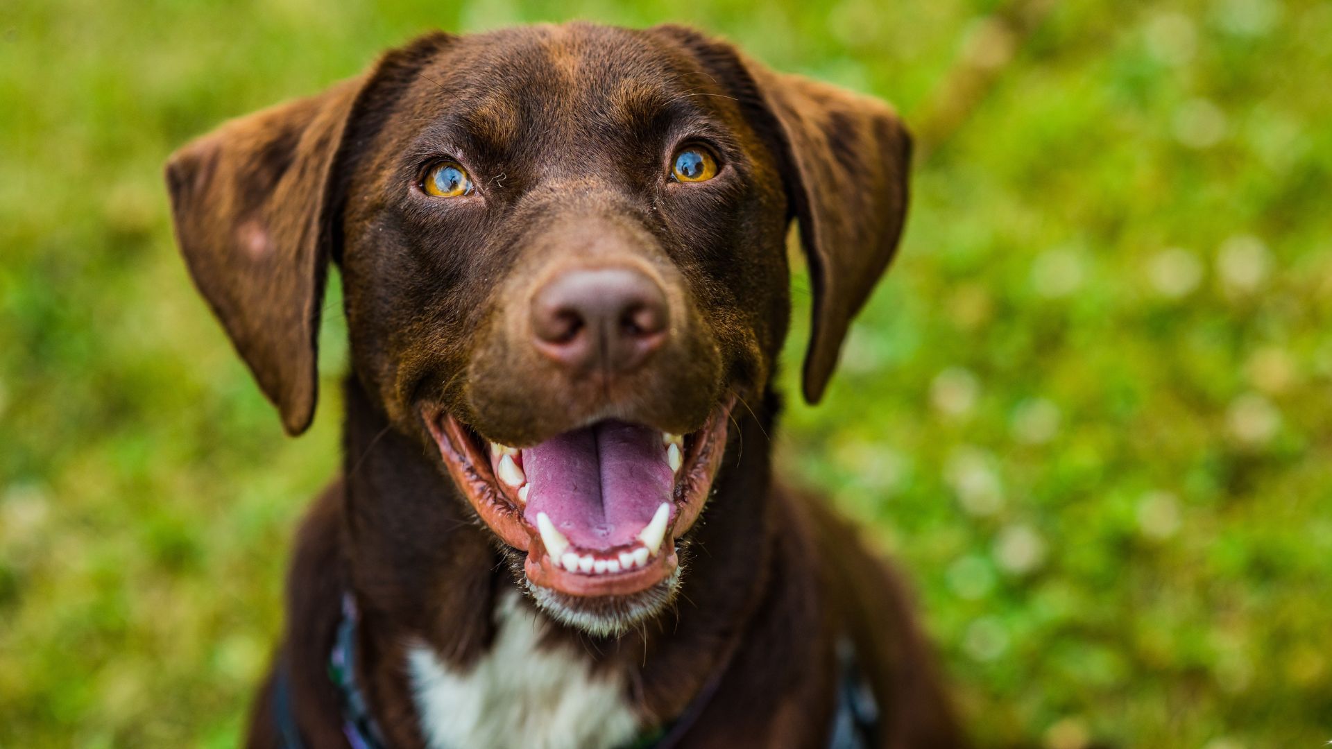34 Sweet Dog Breeds That Instantly Brighten Your Day