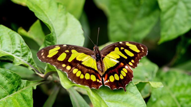 39 Home-Friendly Butterflies That Will Amaze You