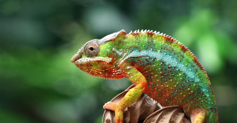 5 Signs Your Reptile Feels Comfortable With You (And 5 That Don’t)