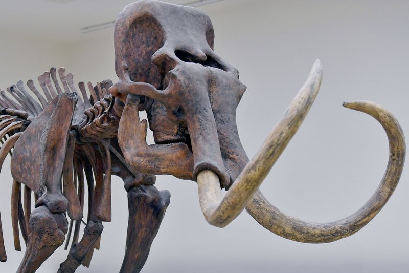 Genetic Advances in Mammoth DNA