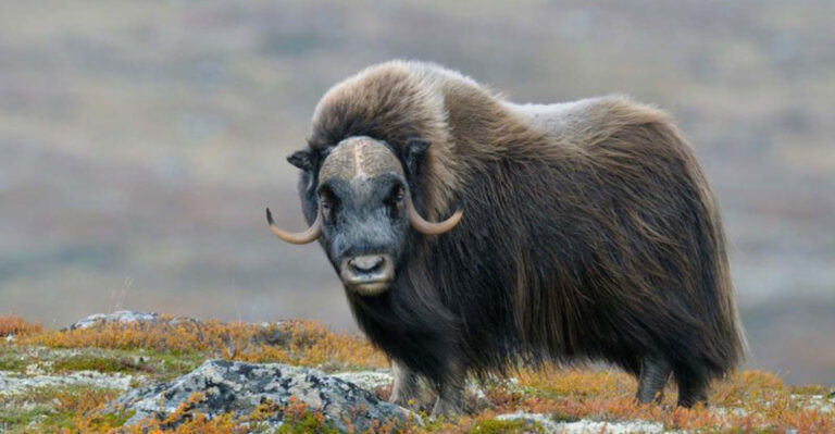 7 Animals Brave Enough To Take On Wolves