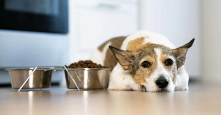 7 Behavior Changes In Senior Dogs And 7 Tips To Make Things Better