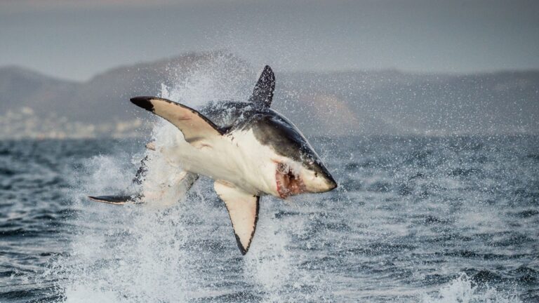 7 Chilling Stories Of Real-Life Man-Eating Animals