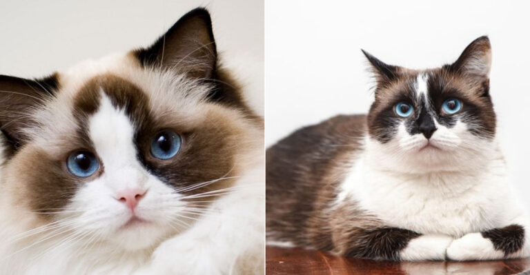7 Clear Differences Between Ragdoll And Snowshoe Cats