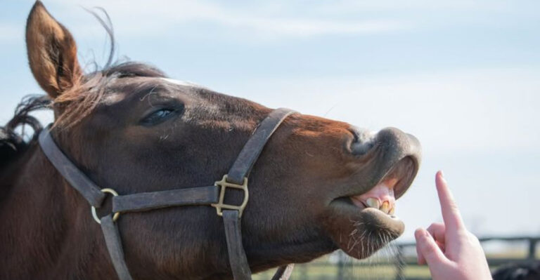 7 Commands Horses Respond To (And 4 They Won’t)
