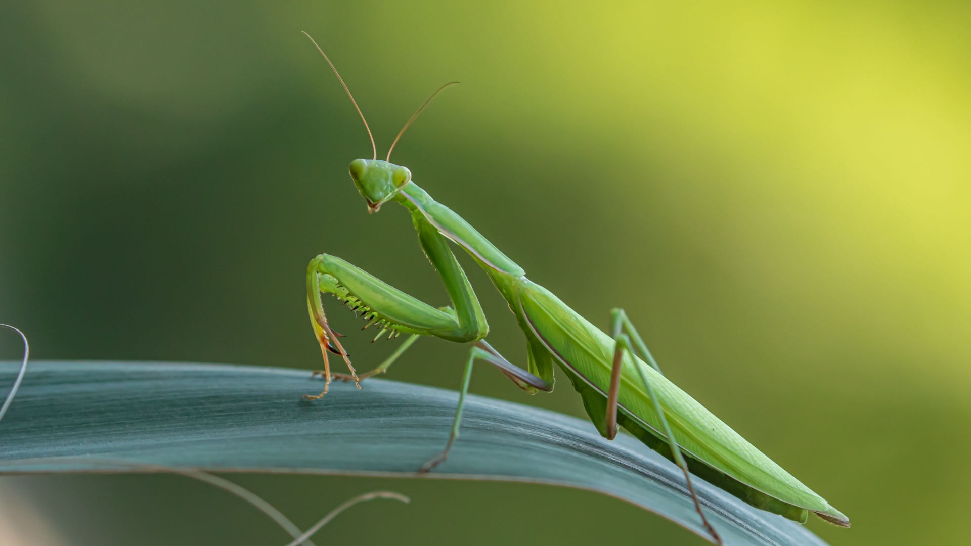 7 Creatures That Survive Losing Their Heads