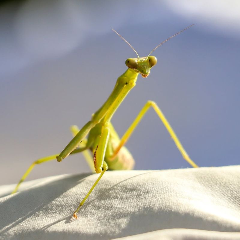 Praying Mantis