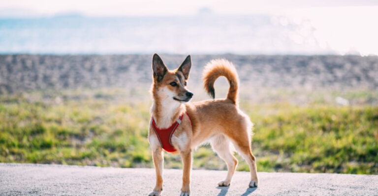 7 Endangered Dog Breeds That Might Not Be Around Much Longer