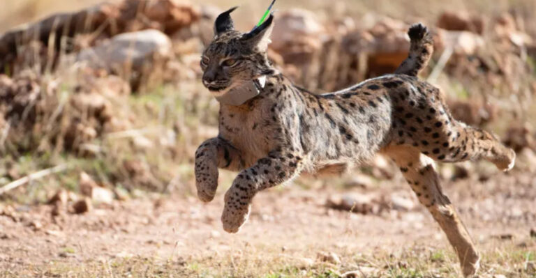 7 Incredible Wildlife Recoveries That Show Conservation Works
