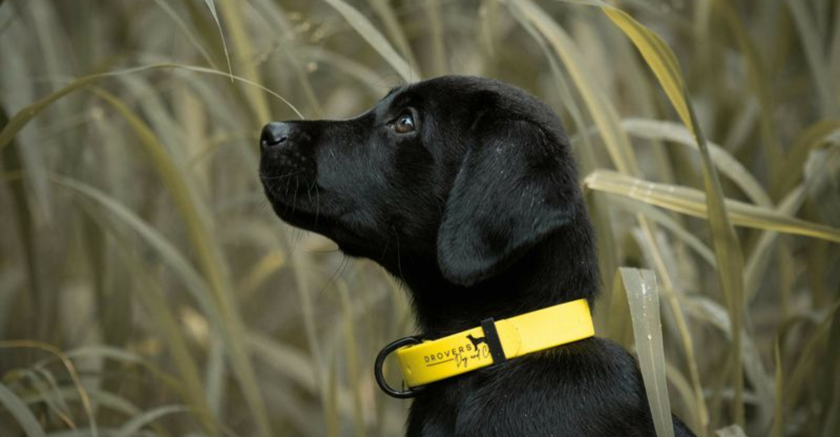 7 Top Dog Collar Colors And Meanings, Easily Explained