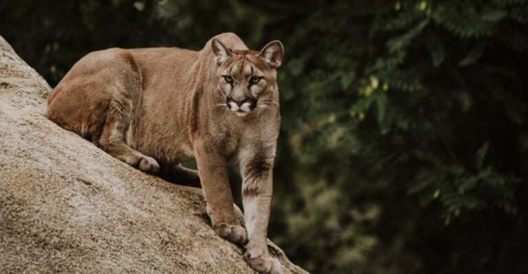 7 Ways Big Cats Avoid Conflict With Humans