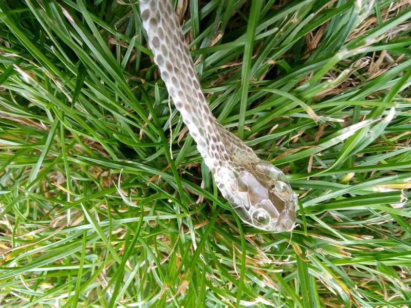 Shed Snake Skins