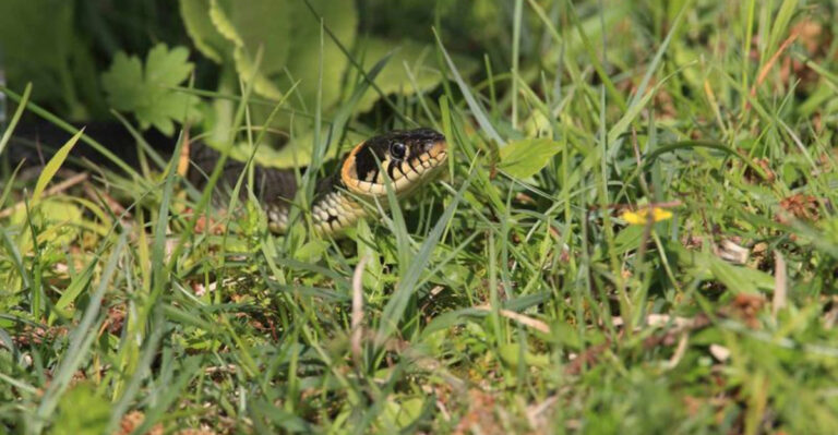 7 Ways To Know If Snakes Visit Your Yard (And 6 Ways You Might Be Inviting Them)
