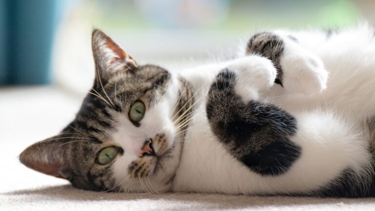 7 Words Cats Understand (And 3 They Choose To Ignore)