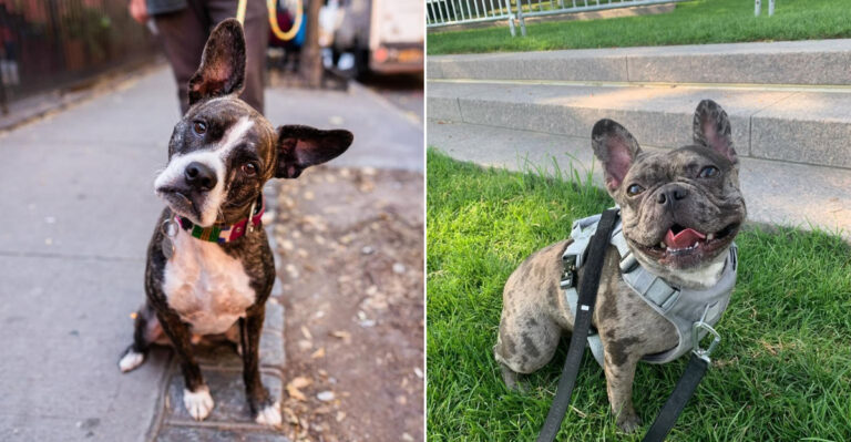 8 Adorable Dog Breeds That Resemble French Bulldogs