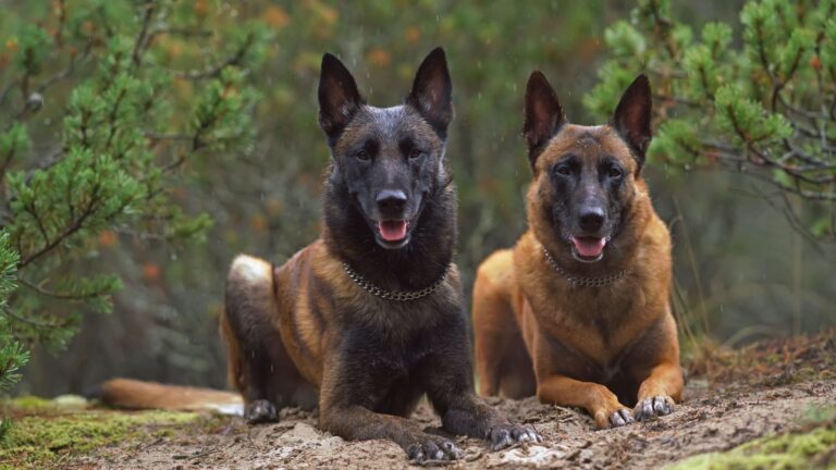 8 Amazing Malinois Coat Colors You Didn’t Know About