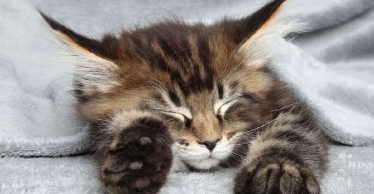 8 Cat Breeds That Snooze The Most, Ranked From Least To Most Sleepy