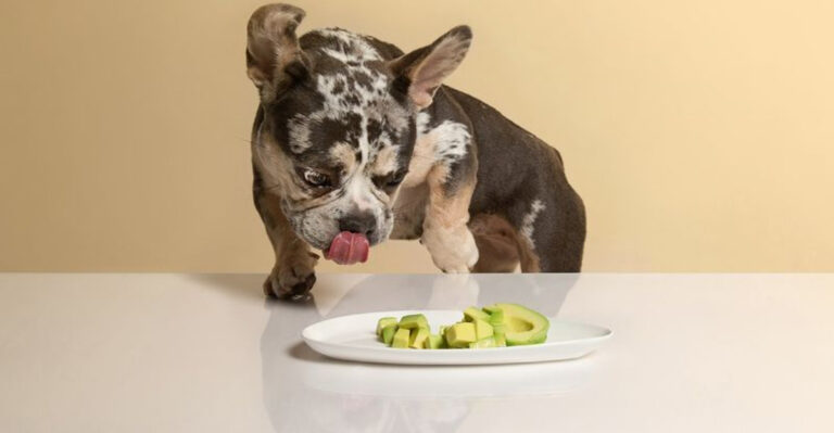 8 Common Human Foods That Are Dangerous For Dogs