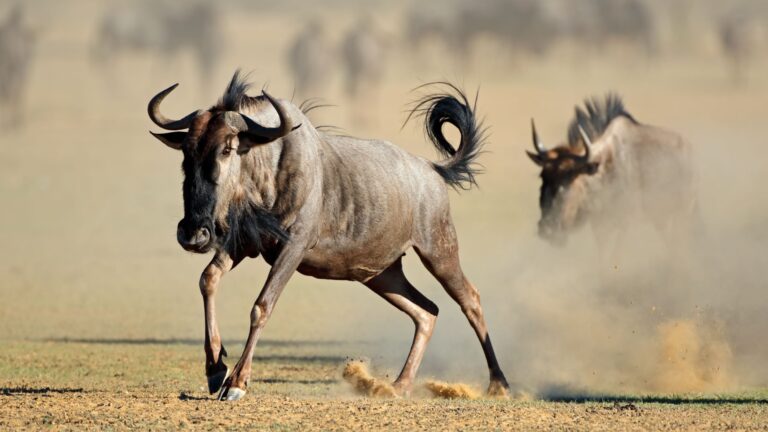 8 Dangerous Animals That Are Faster Than You Think