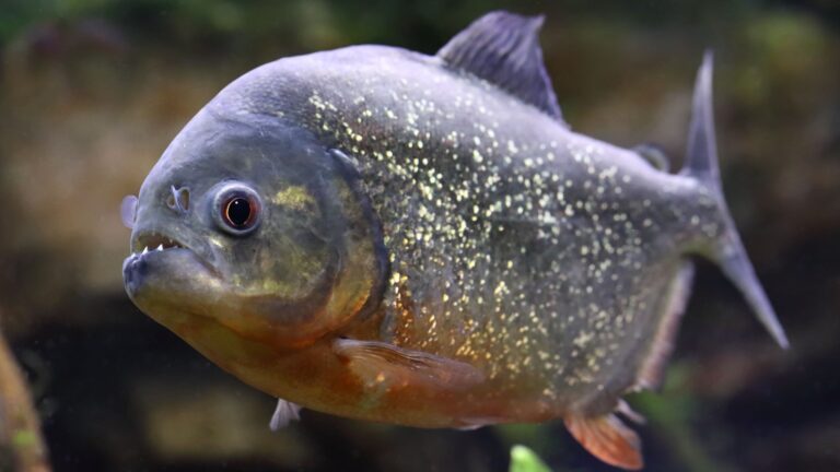 8 Dangerous Freshwater Animals To Watch Out For