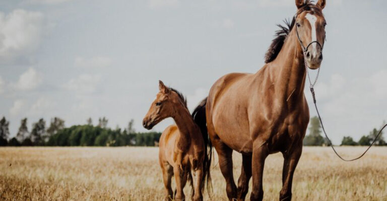 8 Fascinating Animals That Feel Emotions Just Like People