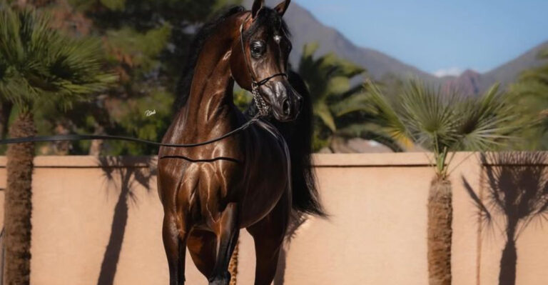 8 Fiercely Independent Horse Breeds That Have A Mind Of Their Own