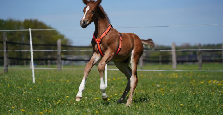 8 Fun And Sweet Facts About Foals You’ll Absolutely Love
