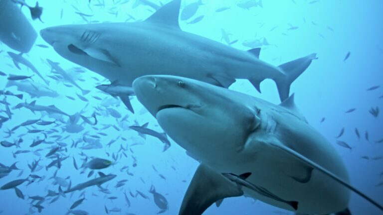 8 Mind-Blowing Freshwater Sharks You Need To Know