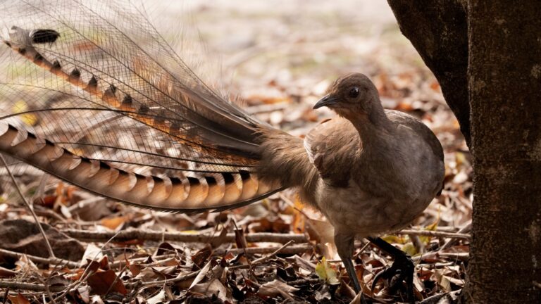 8 Mind-Blowing Things Animals Can Do