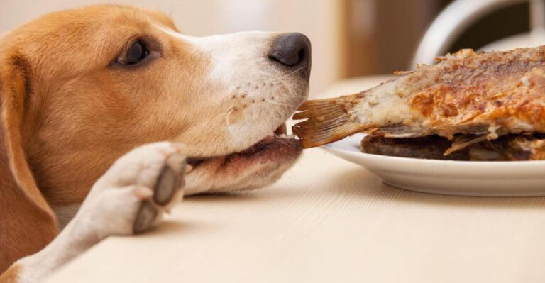 8 Omega-3-Rich Foods That Benefit Your Dog’s Brain And Coat