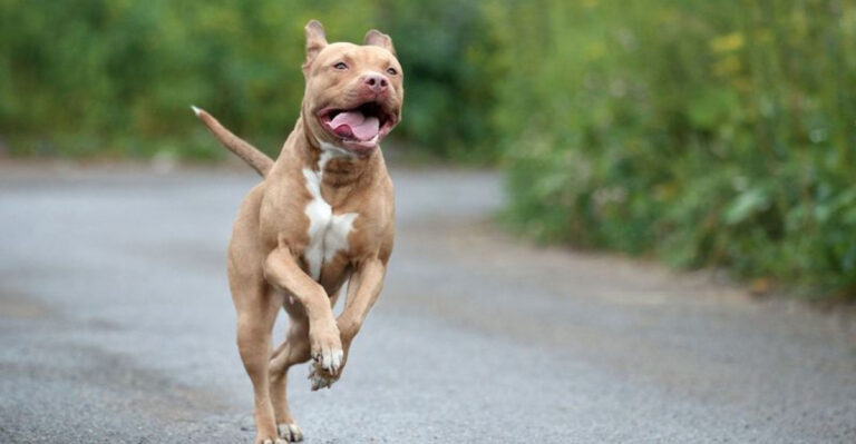 Why Pit Bulls Are The Most Controversial Breed In The United States
