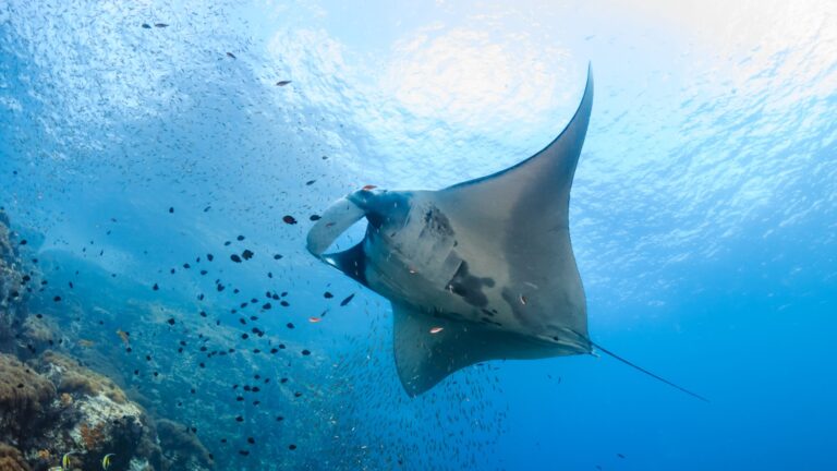 8 Record-Breaking Fish That Outweigh An Average Car
