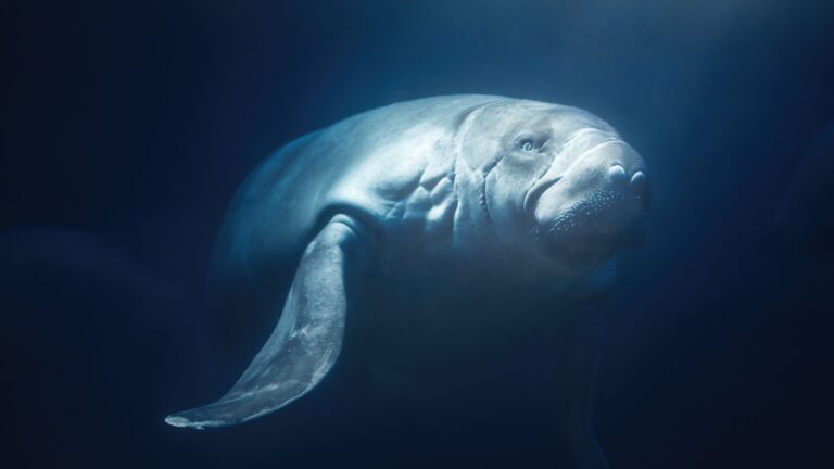 8 Surprising Creatures That Call The Amazon River Home