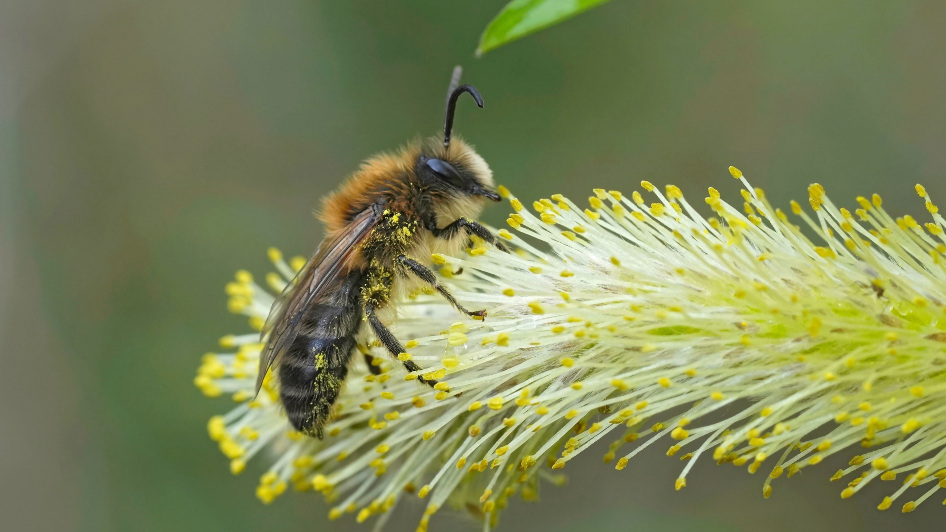 8 Unique Bees That Create Their Homes Underground