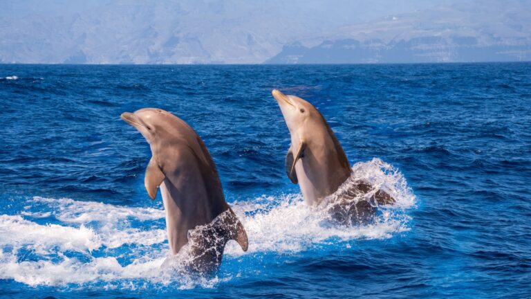 8 Ways Dolphins Are Surprisingly Similar To Us