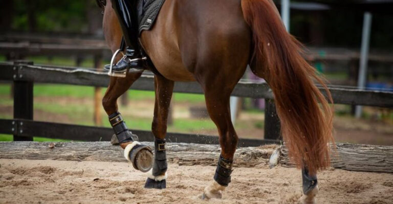 8 Ways To Tell If Your Horse Is Left-Hoofed Or Right-Hoofed