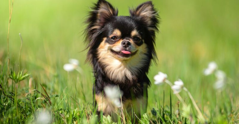 9 Adorable Chihuahua Types That Will Steal Your Heart