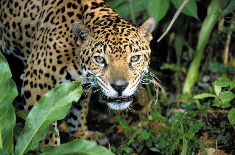 Jaguar