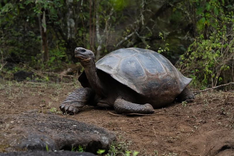 Giant Tortoise