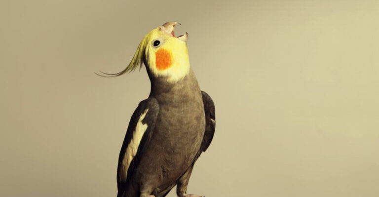 9 Benefits And Drawbacks Of Owning A Cockatiel