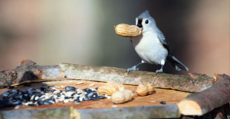 9 Birds You Can Attract With Peanuts At Your Feeder
