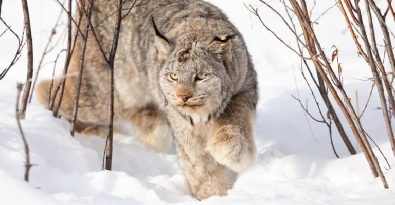 9 Clever Ways Animals Survive Harsh Winters