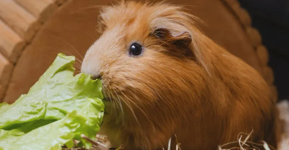 Picture of 9 Common Guinea Pig Behaviors That Owners Misinterpret
