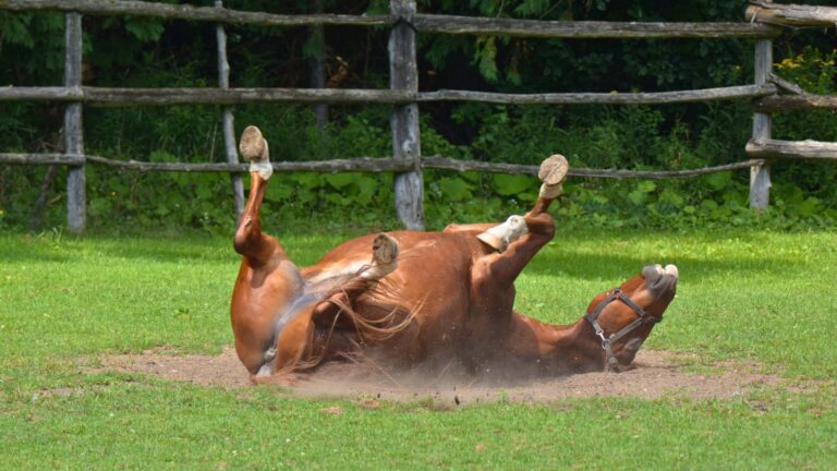 9 Common Horse Behaviors That Owners Often Misinterpret