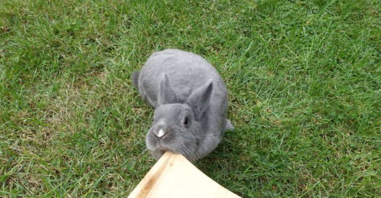 9 Common Rabbit Behaviors That Owners Misinterpret