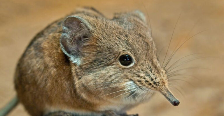 9 Creatures That Fooled Us Into Thinking They Went Extinct